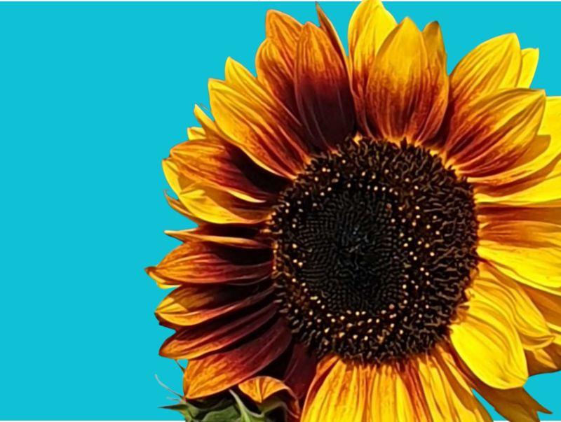 The Sunflower Challenge is back!